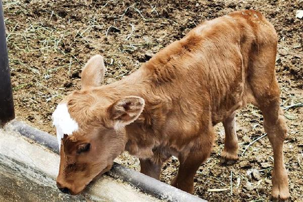犊牛有什么常见病，容易出现便秘、窒息等情况