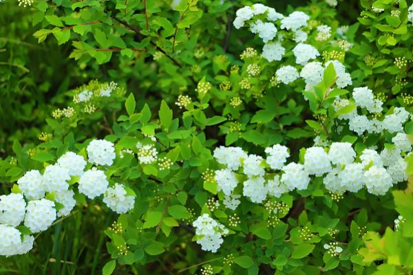 蔷薇科花的品种，常见的有绣线菊、月季等