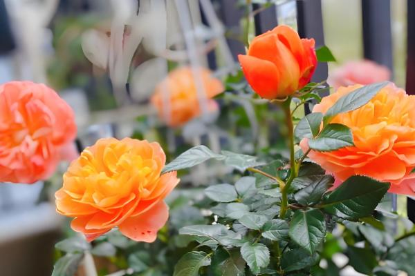 蔷薇科花的品种，常见的有绣线菊、月季等