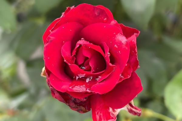 蔷薇科花的品种，常见的有绣线菊、月季等