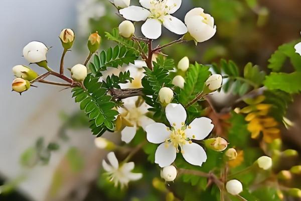 蔷薇科花的品种，常见的有绣线菊、月季等