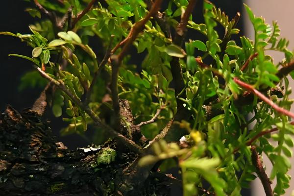 蔷薇科花的品种，常见的有绣线菊、月季等