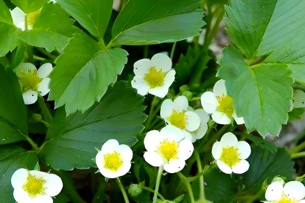 蔷薇科花的品种，常见的有绣线菊、月季等