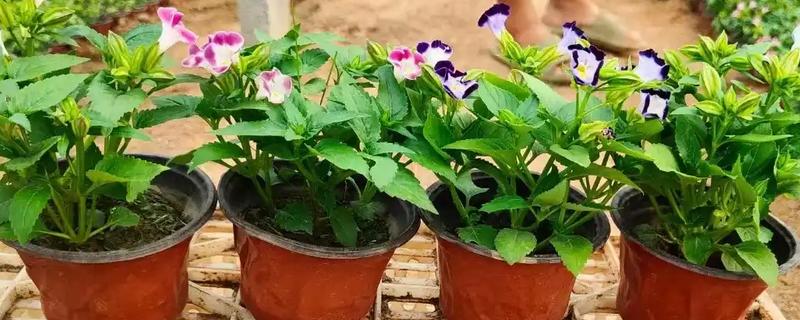 夏瑾花有什么寓意，代表坚持不懈、感到迷茫等含义