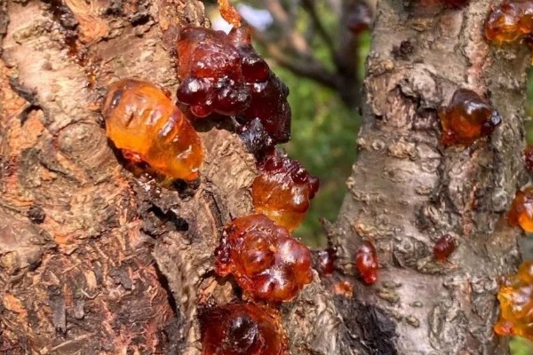 桃树上面的桃胶能不能直接食用，未经处理含有很多杂质和细菌