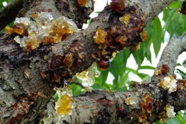 桃树上面的桃胶能不能直接食用，未经处理含有很多杂质和细菌