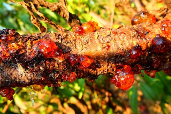桃树上面的桃胶能不能直接食用，未经处理含有很多杂质和细菌