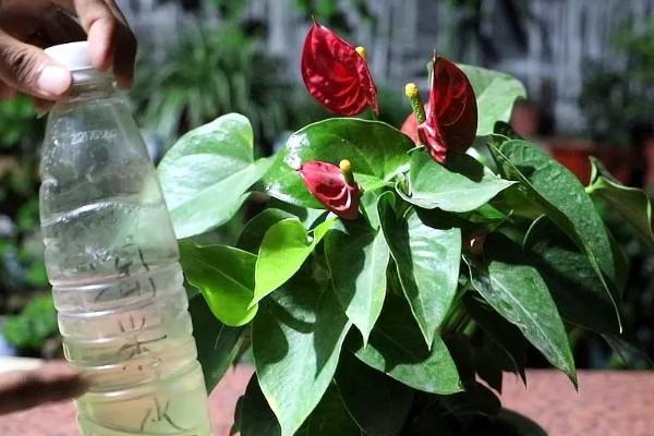 红掌如何养殖,春秋季节每隔2-3天浇一次水