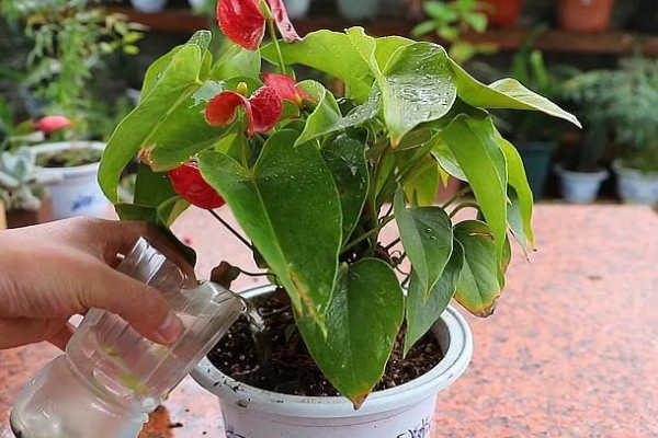 红掌如何养殖,春秋季节每隔2-3天浇一次水