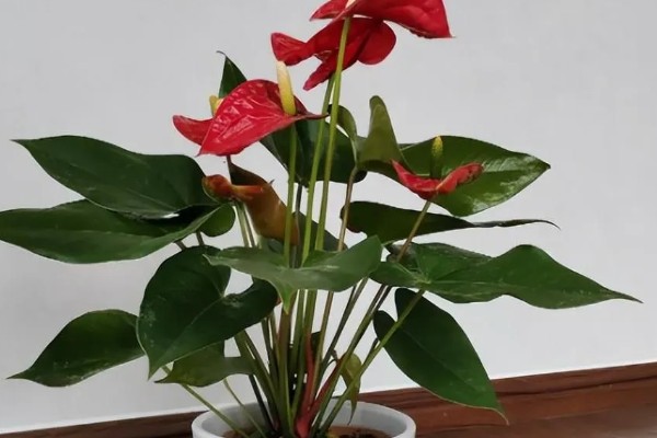 红掌如何养殖,春秋季节每隔2-3天浇一次水