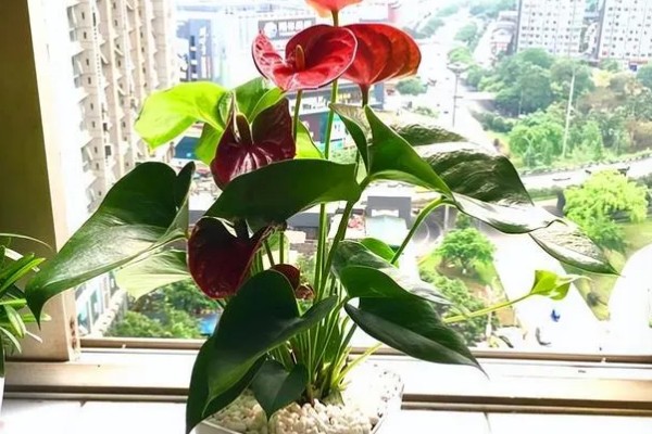 红掌如何养殖,春秋季节每隔2-3天浇一次水