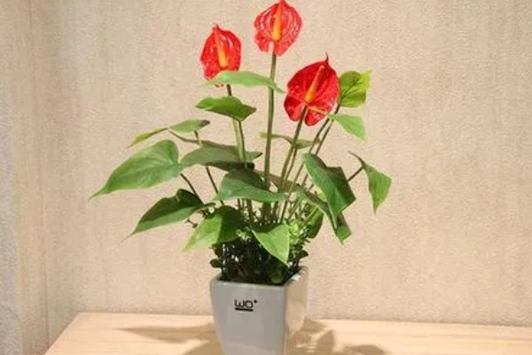 红掌如何养殖,春秋季节每隔2-3天浇一次水