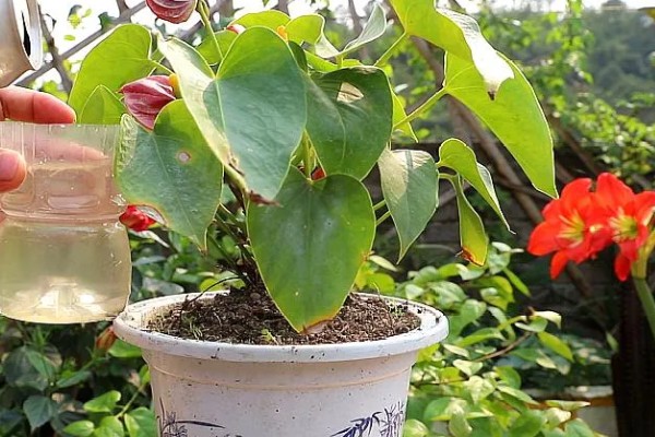 红掌如何养殖,春秋季节每隔2-3天浇一次水