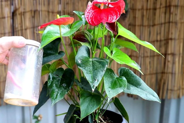 红掌如何养殖,春秋季节每隔2-3天浇一次水