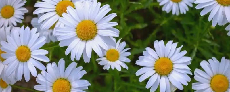 无法言说的爱是哪种植物的花语,雏菊寓意我暗恋你但无法告诉你