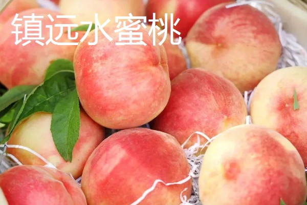 贵州省镇远县的特产，有镇远水蜜桃、镇远金堡米酒等