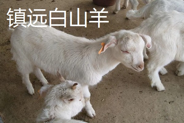 贵州省镇远县的特产，有镇远水蜜桃、镇远金堡米酒等