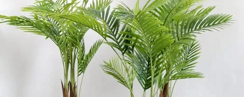 凤尾竹的名字由来,其叶子非常像凤凰的尾羽