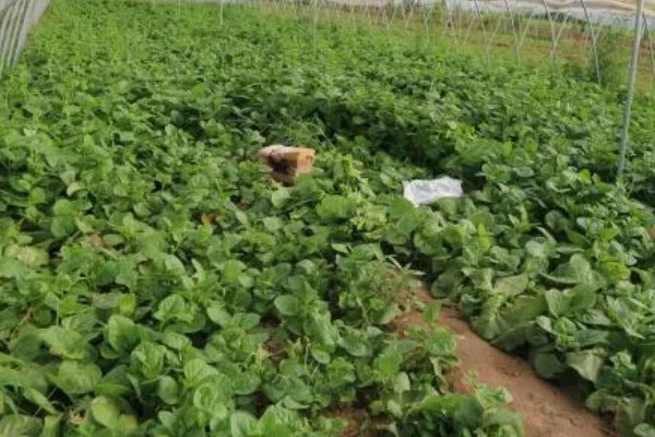 木耳菜的种植注意事项,要进行浸种催芽处理
