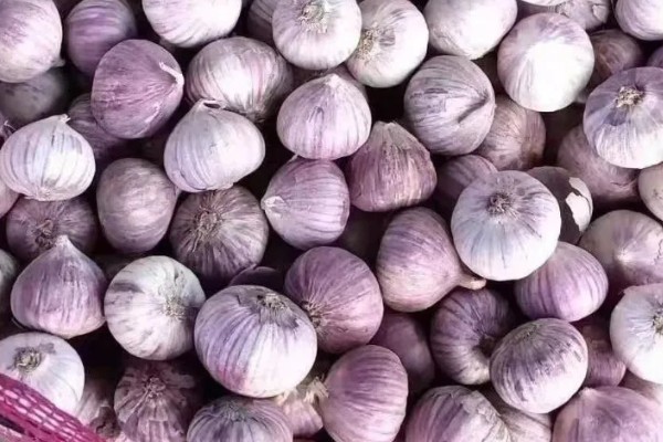 独头蒜的留种方法，经过低温春化在缺水的情况下容易形成