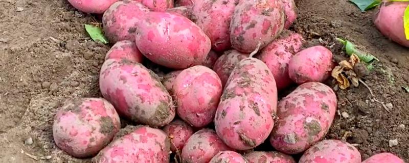 红皮土豆怎么种植，施肥要深施为好
