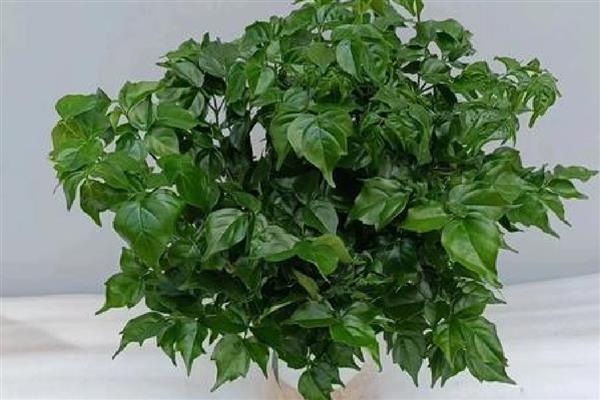 水培幸福树的养殖方法,最好选择透明的容器