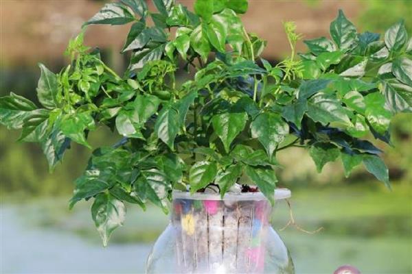 水培幸福树的养殖方法,最好选择透明的容器