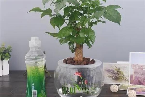 水培幸福树的养殖方法,最好选择透明的容器
