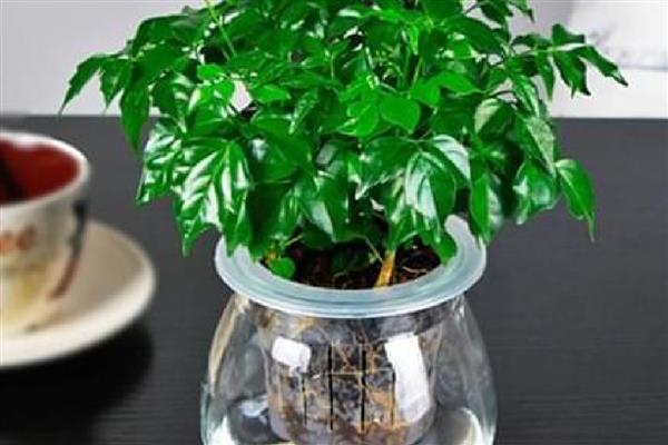 水培幸福树的养殖方法,最好选择透明的容器