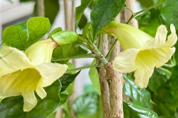 水培幸福树的养殖方法,最好选择透明的容器