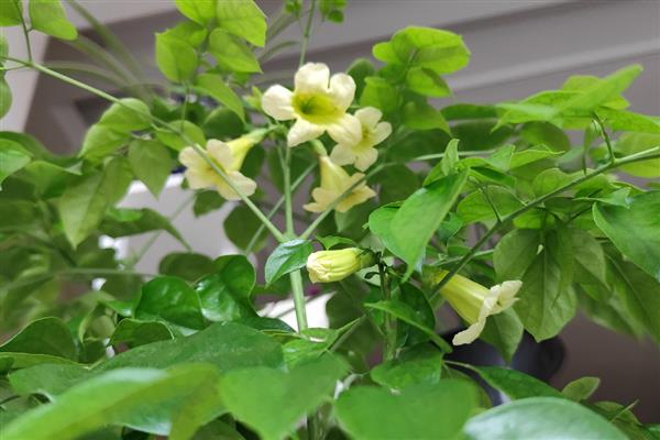 水培幸福树的养殖方法,最好选择透明的容器