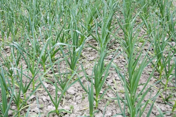 独头蒜的留种方法，经过低温春化在缺水的情况下容易形成