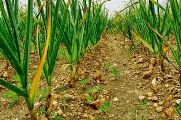 独头蒜的留种方法，经过低温春化在缺水的情况下容易形成