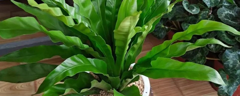 鸟巢蕨叶子边缘干枯怎么处理，需要合理控水