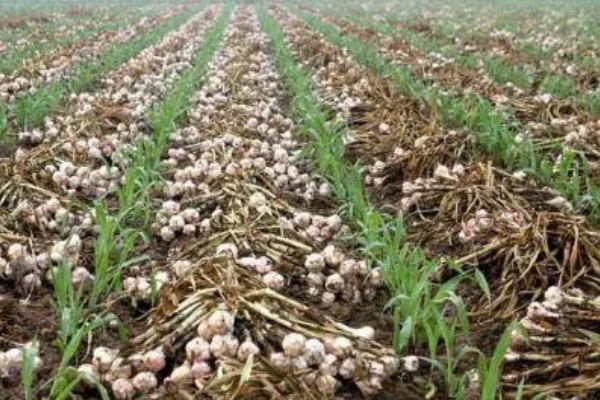 独头蒜的留种方法，经过低温春化在缺水的情况下容易形成