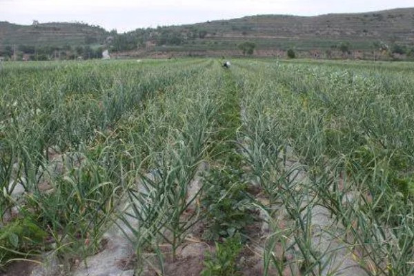 独头蒜的留种方法，经过低温春化在缺水的情况下容易形成