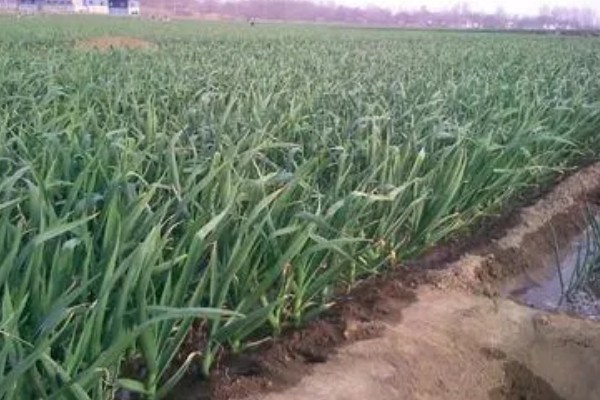 独头蒜的留种方法，经过低温春化在缺水的情况下容易形成