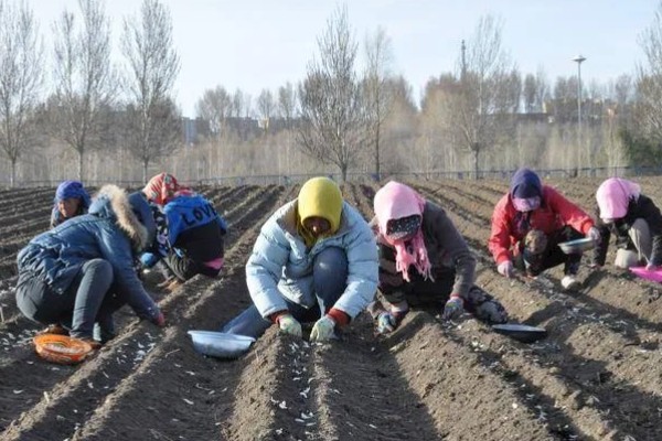 独头蒜的留种方法，经过低温春化在缺水的情况下容易形成