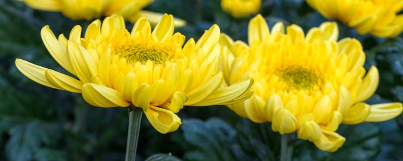 菊花怎么养护才不让它长高，可以采用摘心的方式