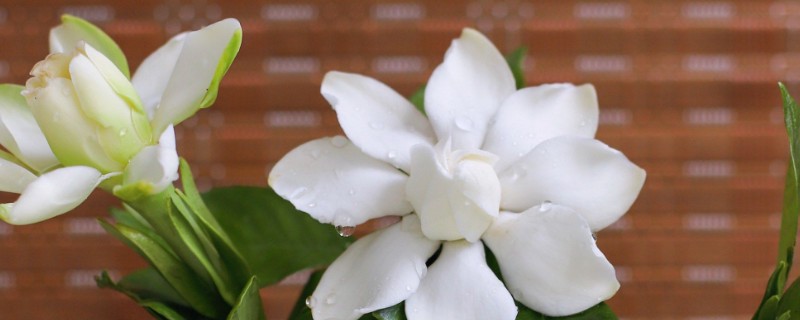 栀子花长期保存方法,使用保鲜剂可延长存活时间