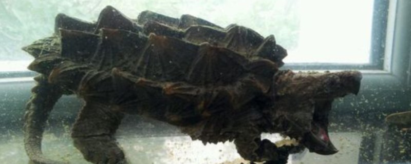 大鳄龟苗冬天不加温是否会死亡,刚出生不久的大鳄龟容易被冻死