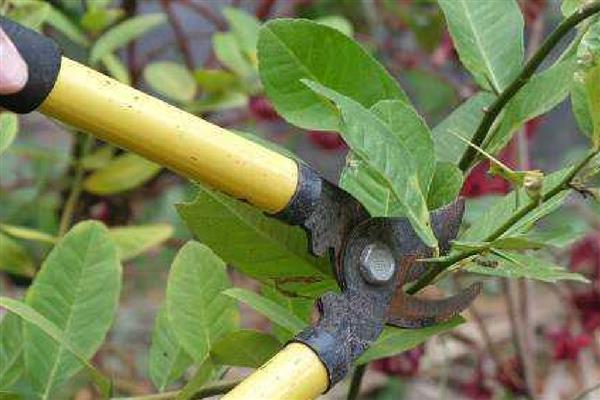 柠檬树怎么修剪，长至40-50厘米时剪掉枯枝、病枝