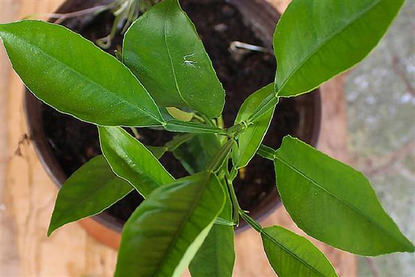 柠檬树怎么修剪，长至40-50厘米时剪掉枯枝、病枝