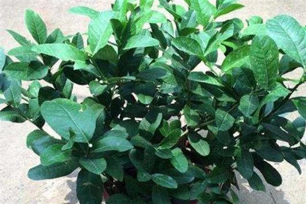 柠檬树怎么修剪，长至40-50厘米时剪掉枯枝、病枝