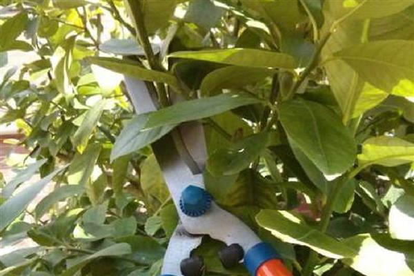 柠檬树怎么修剪，长至40-50厘米时剪掉枯枝、病枝