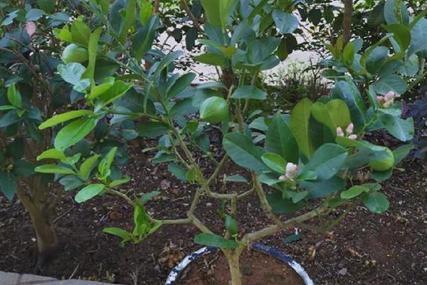 柠檬树怎么修剪，长至40-50厘米时剪掉枯枝、病枝