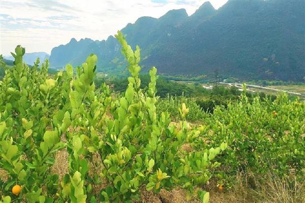 柠檬树怎么修剪，长至40-50厘米时剪掉枯枝、病枝