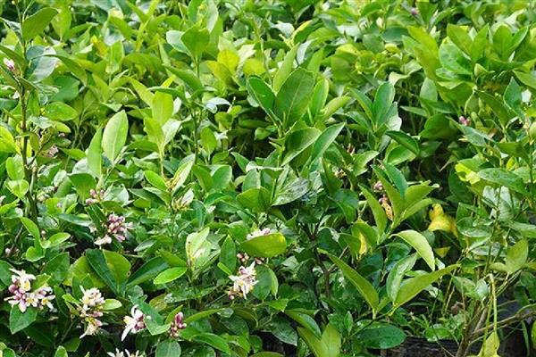 柠檬树怎么修剪，长至40-50厘米时剪掉枯枝、病枝