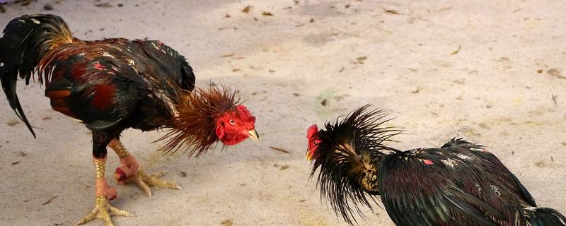 皖北斗鸡的简介,身体较大且结实紧凑