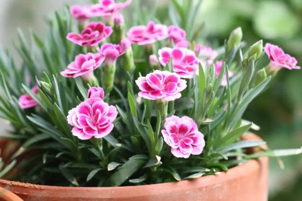 石竹初吻怎么养殖，生长期间每隔10天浇一次水